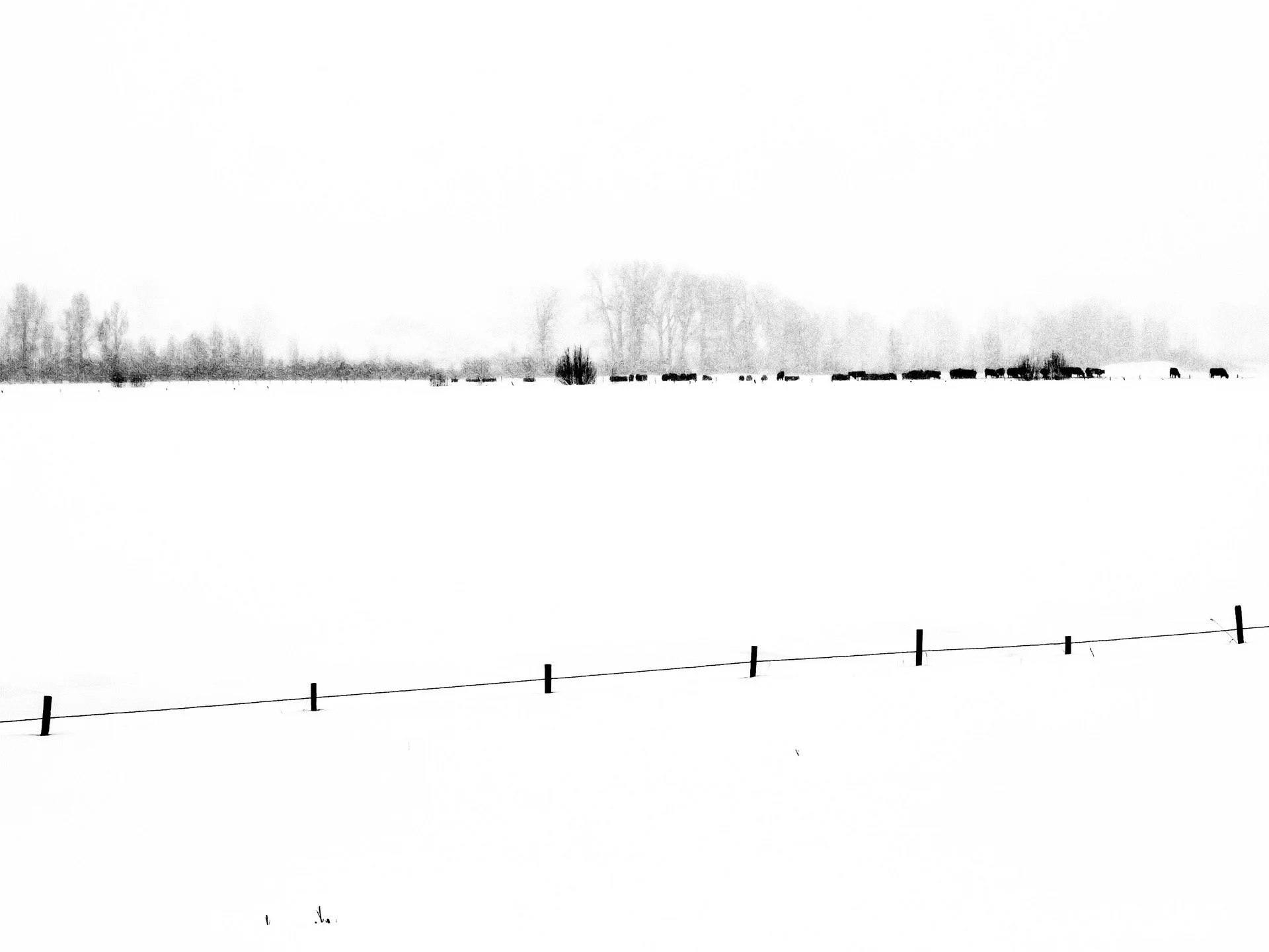 "3 Wire Winter" by George Fargo