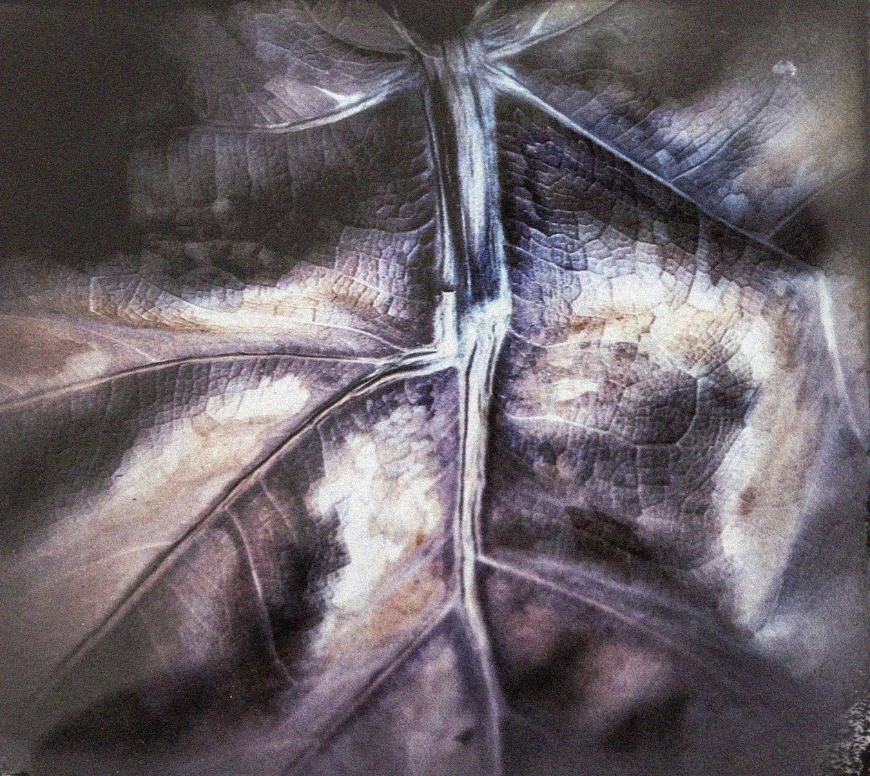 "Fig Leaf - Framed" by Gabrielle Pruitt