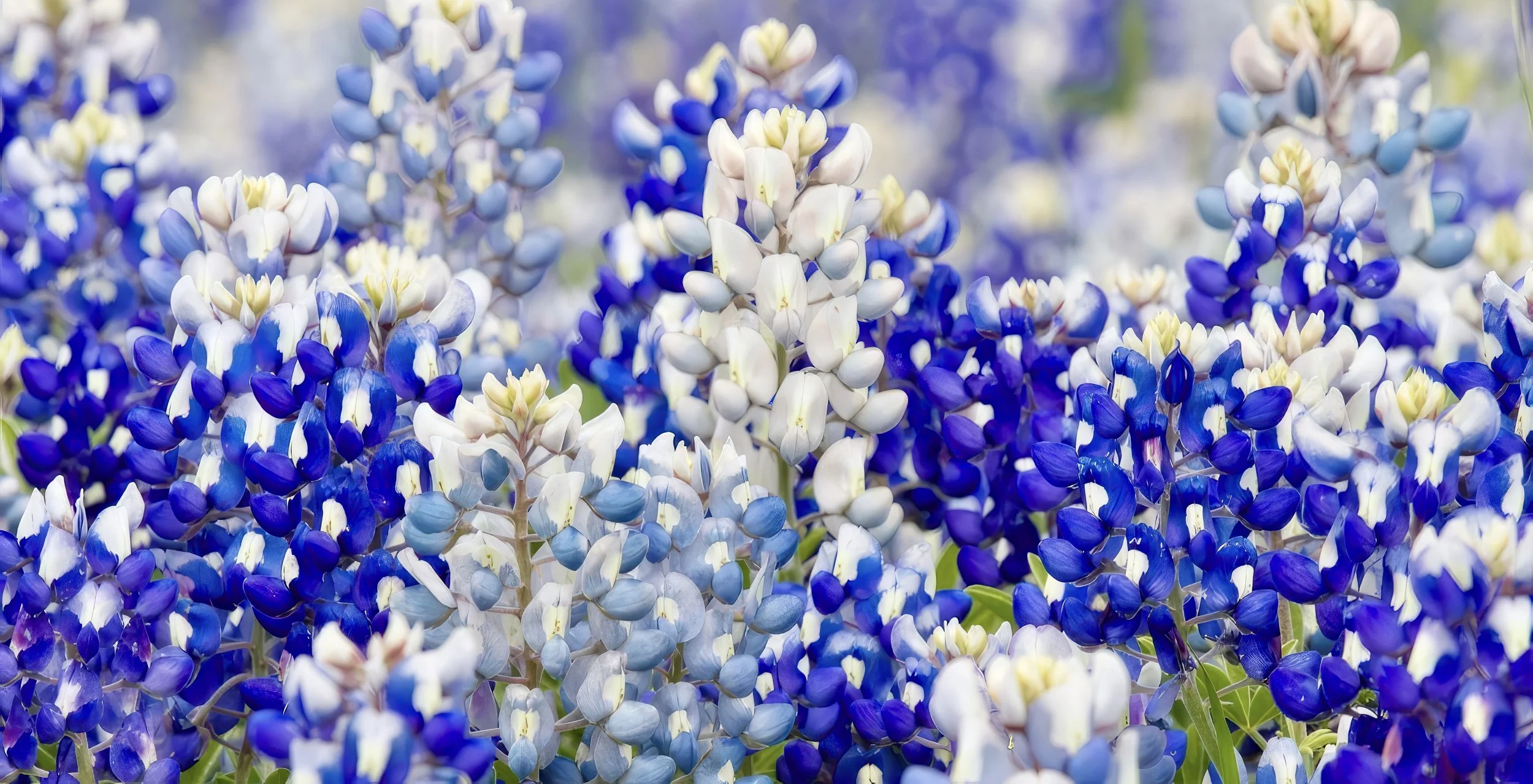 "NATURE'S SUNBONNETS" by john babis