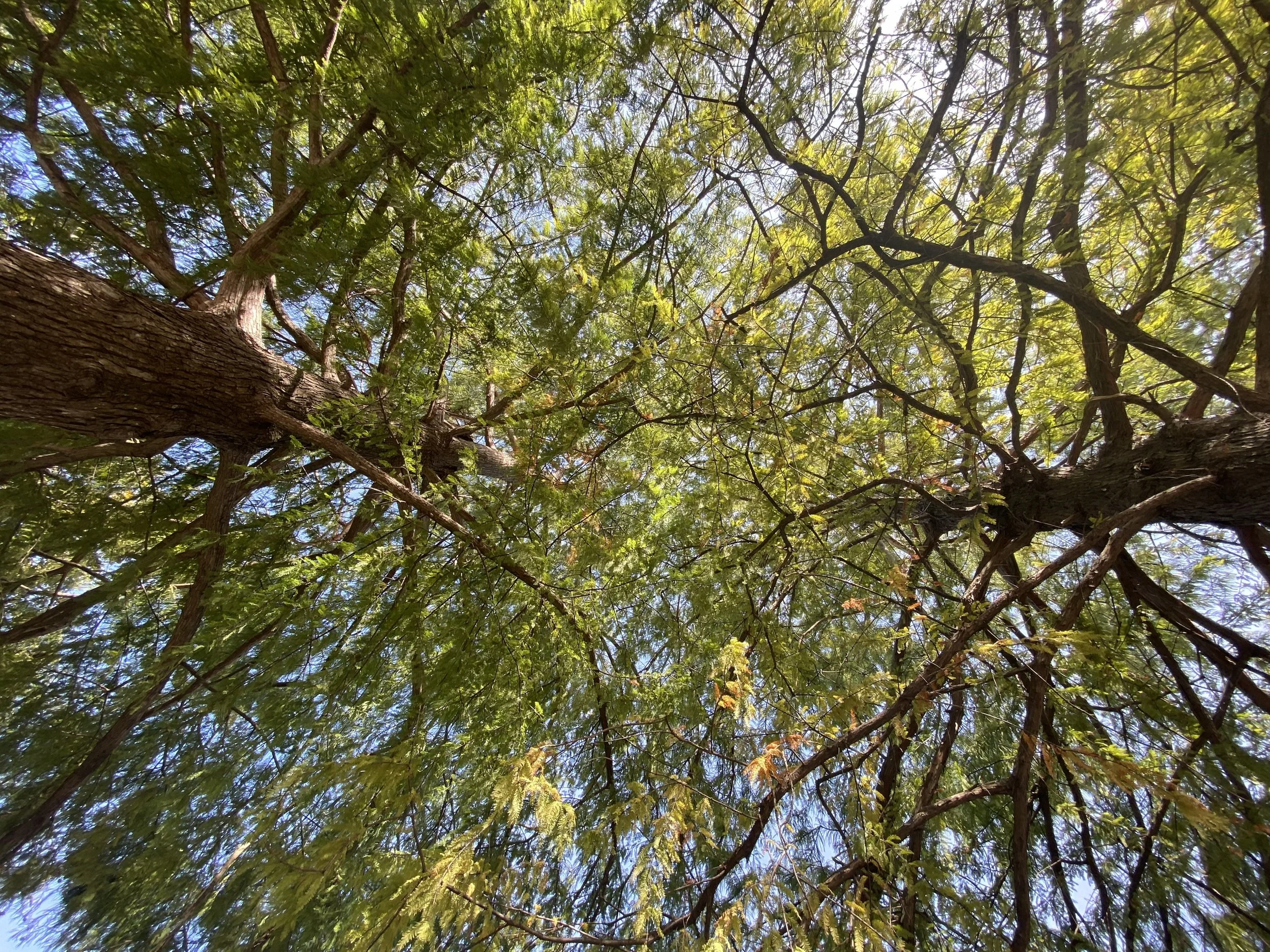 "Nap Between Classes at Collin College" by Melissa Dillow