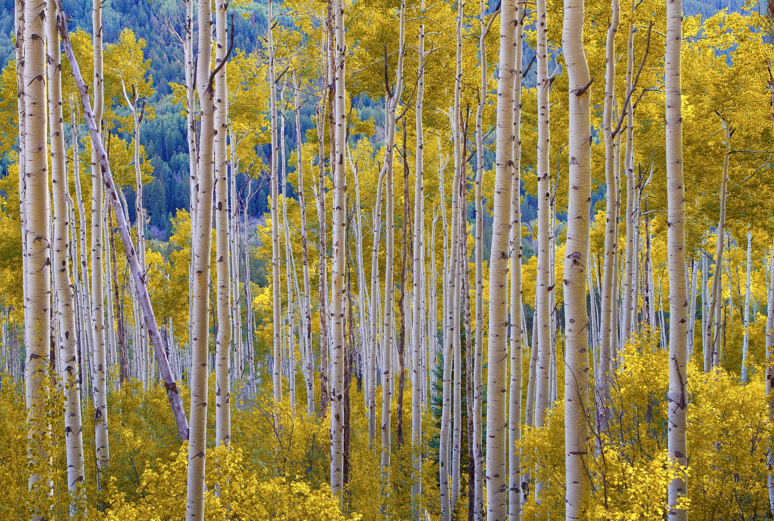 Golden Aspen by john babis