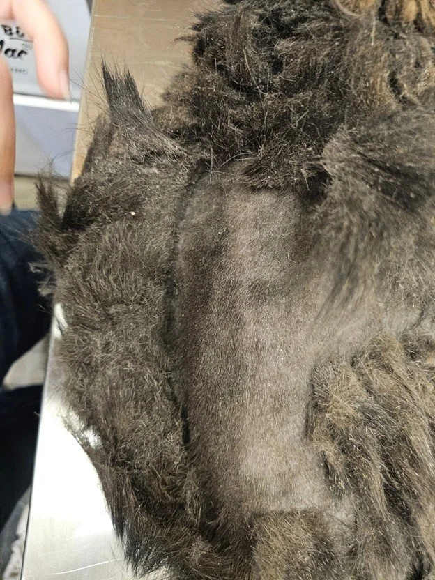 Cat after matted fur was shaved, showing discolored skin and buildup of dander