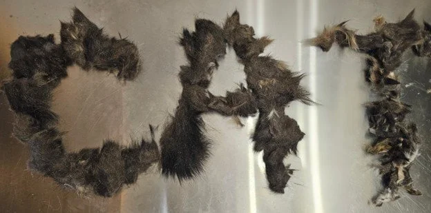 Cat Matting: Causes, Health Risks, and How to Prevent It