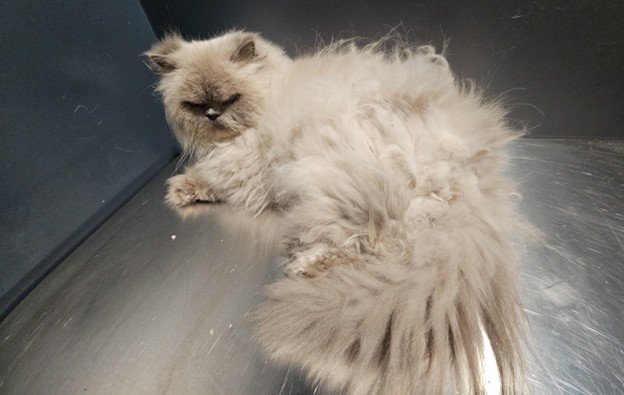 Long-haired cat with unkempt coat showing matting and buildup before professional grooming