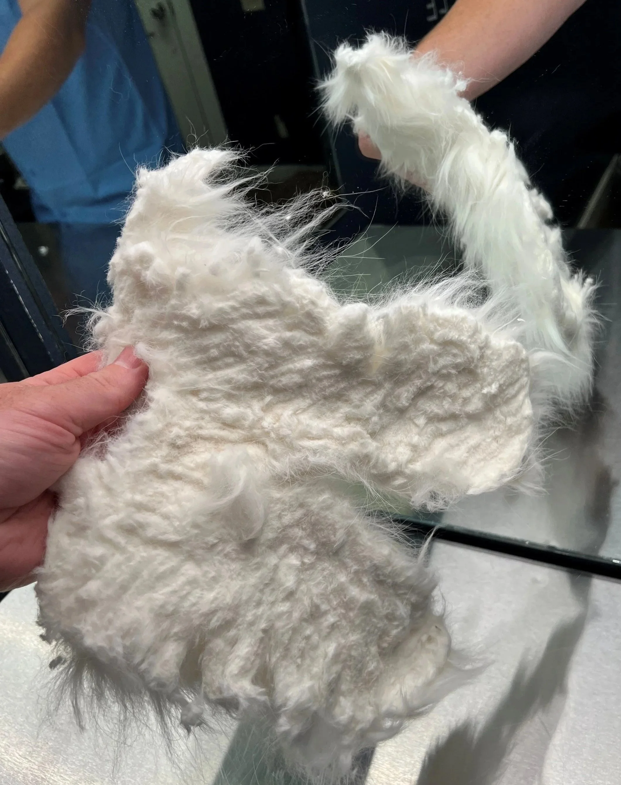 Large, solid mat of matted cat fur removed in one piece during professional grooming