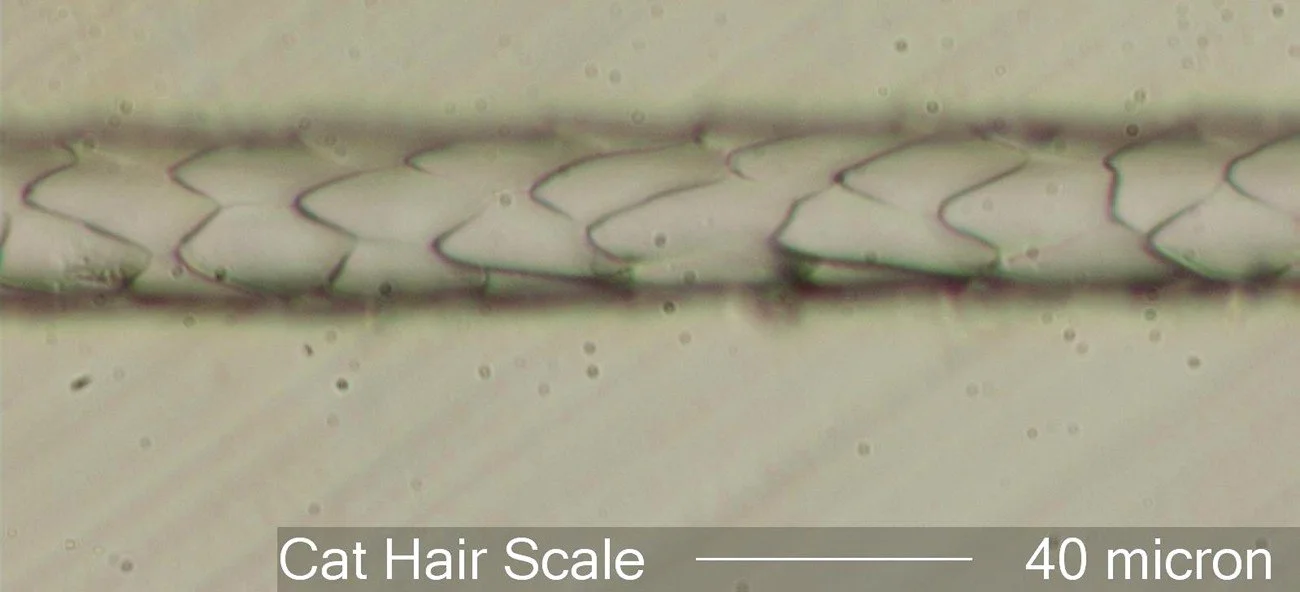 Microscopic view of a cat hair follicle