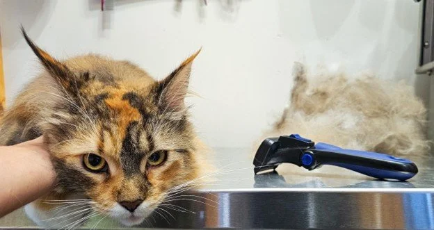 Cat during professional deshedding with a Furminator brush, showing removed loose undercoat