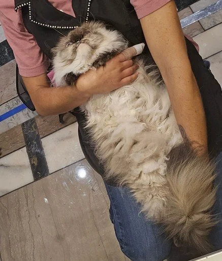 Long-haired cat being gently held to show matted, oily fur on the belly