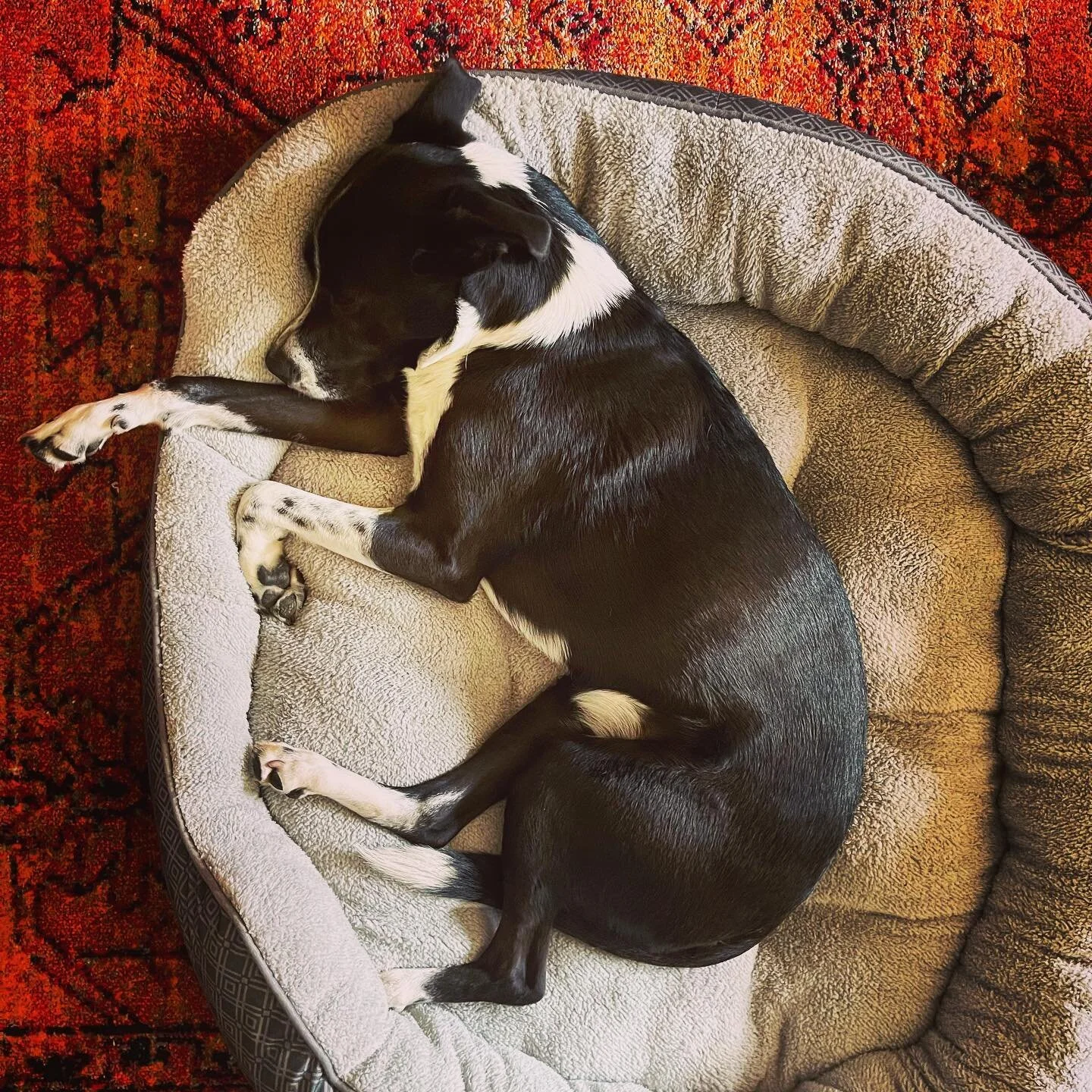 Sadie got a new bed.