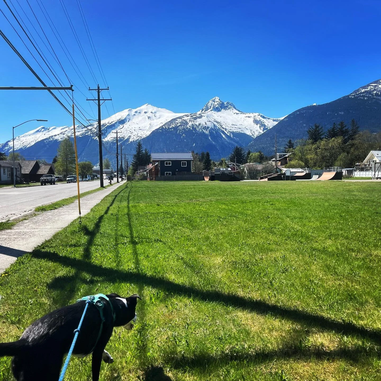 It takes a million years to walk Sadie to town. We have to stop at every patch of grass so she can roll around. It&rsquo;s a pretty beautiful day out there though.