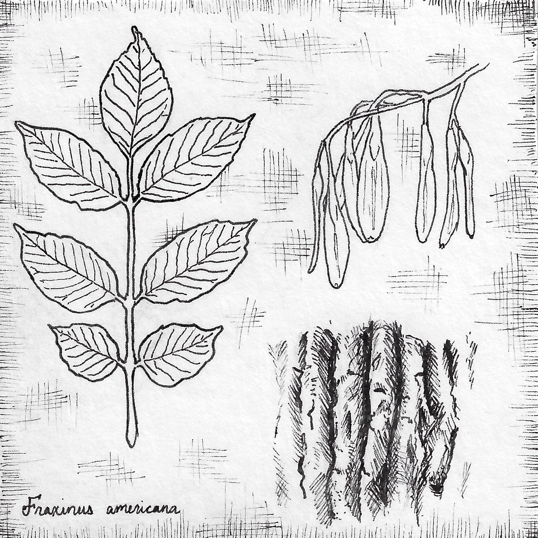 [image description: bottom left cursive writing reads "Fraxinus americana". Above is a branch with leaves, upper right depicts a branch with hanging seed pods, lower right is a square of tree bark]