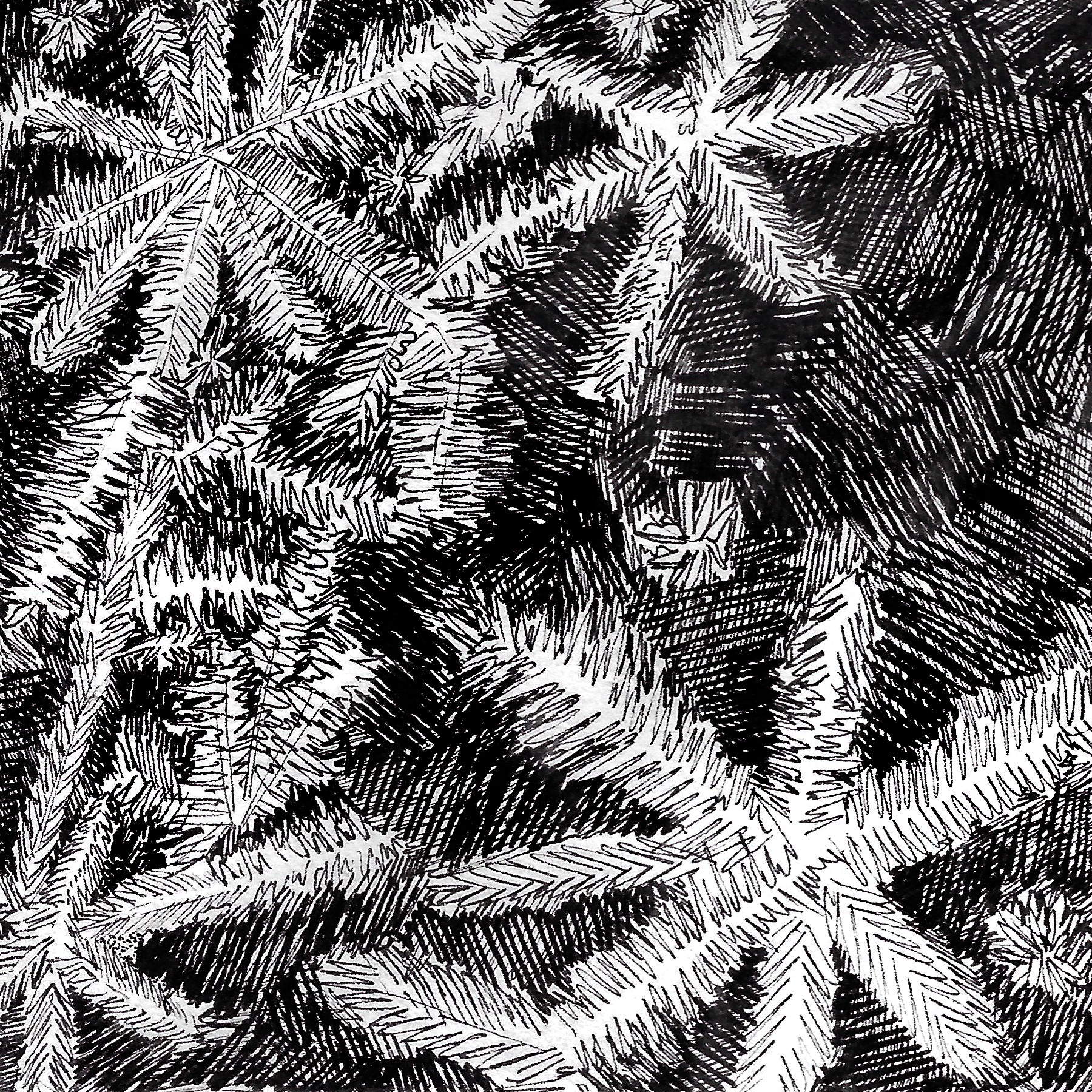 [image description: scribbly hoarfrost]