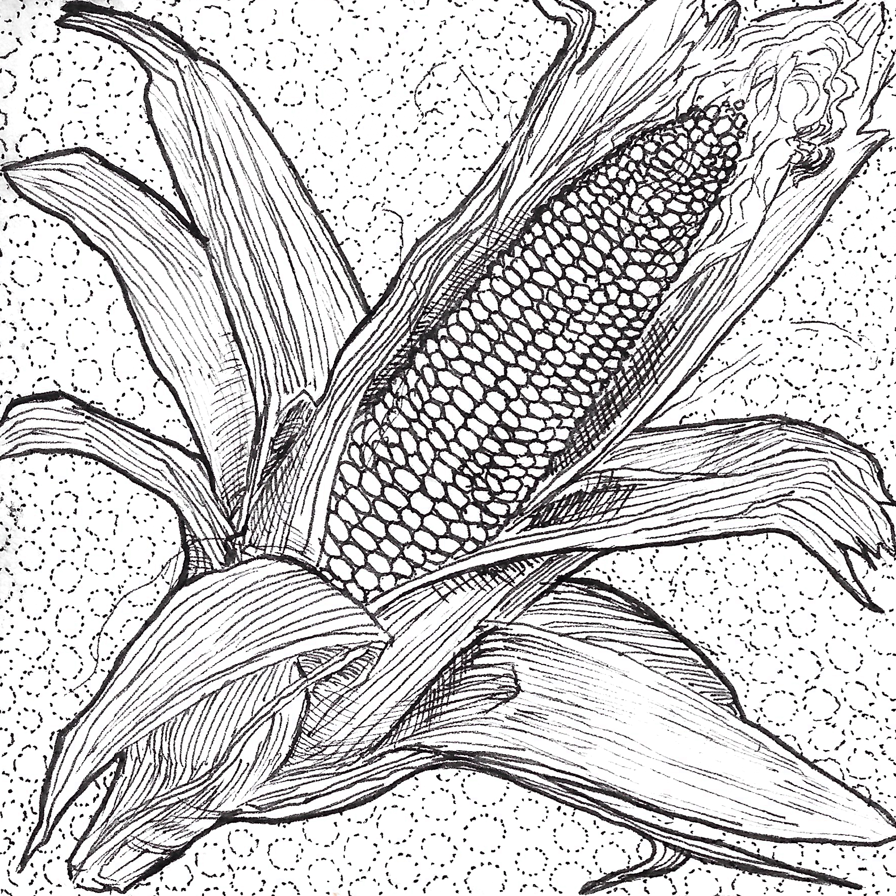 [image description: an ear of corn with its husks spread open to reveal the kernels. there is a background of little dotted circles]