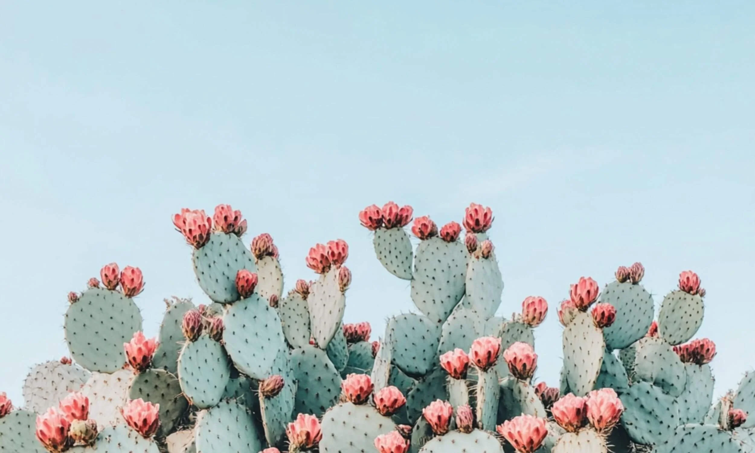 Ariessence PDGF+ — About Faces Cosmetic Surgery and Med Spa