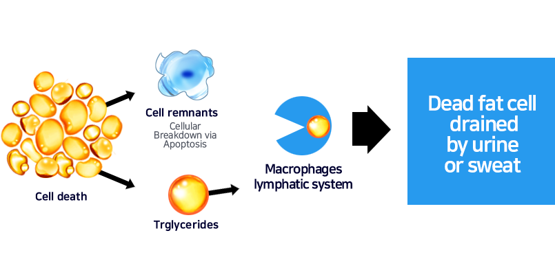 Diagram showing the mechanism in death of fat cells using the MICOOL Fat Freezing technology.