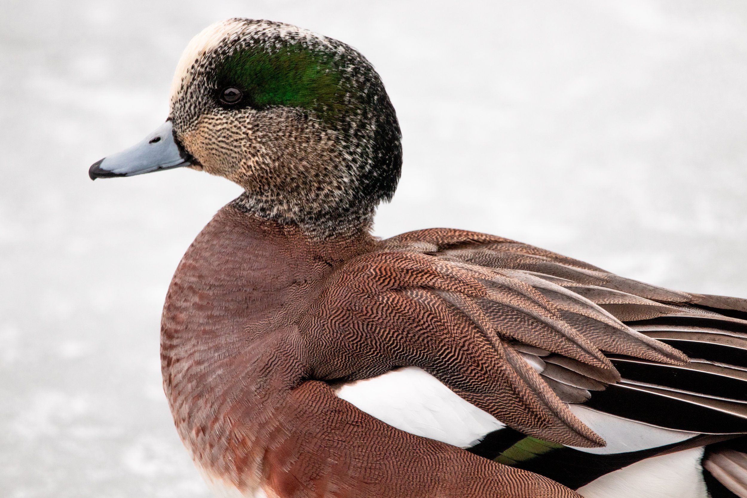 Different Ducks-61.jpg