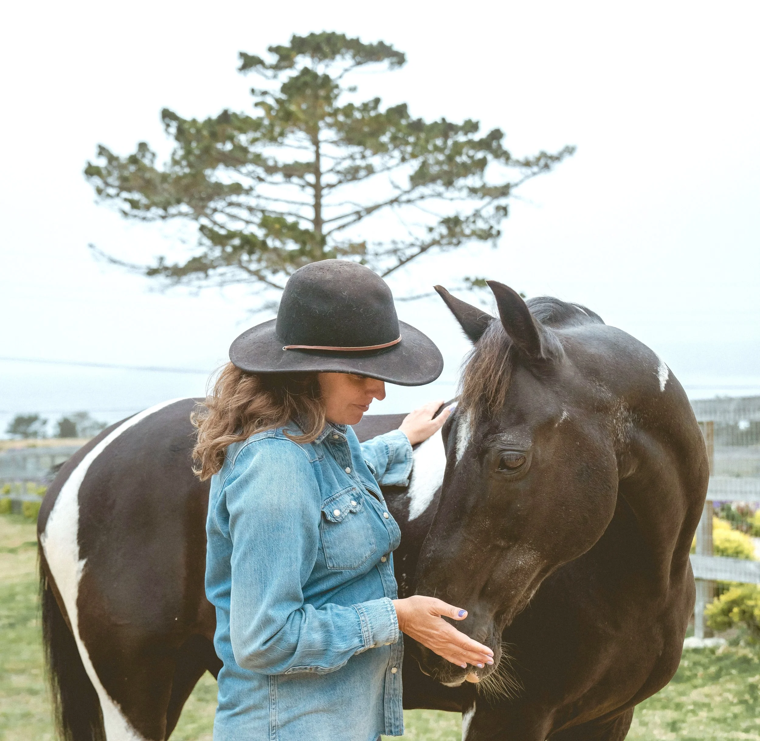 horses, nature and healing