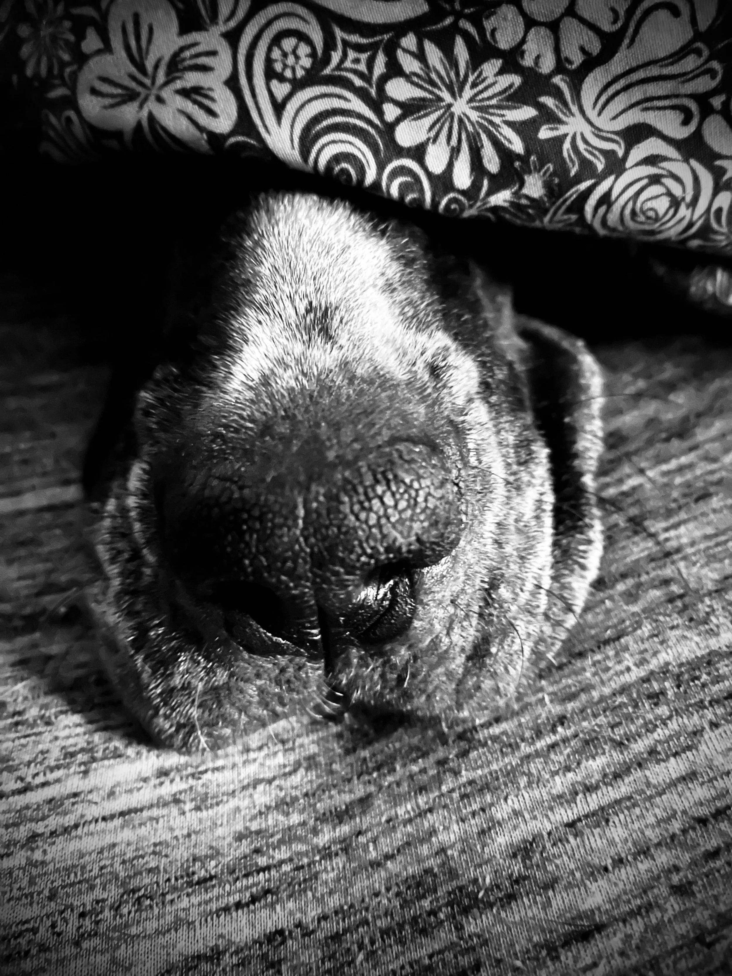 Do Animals Really Feel Reiki? Understanding Energy Healing Through Your Pet's Eyes