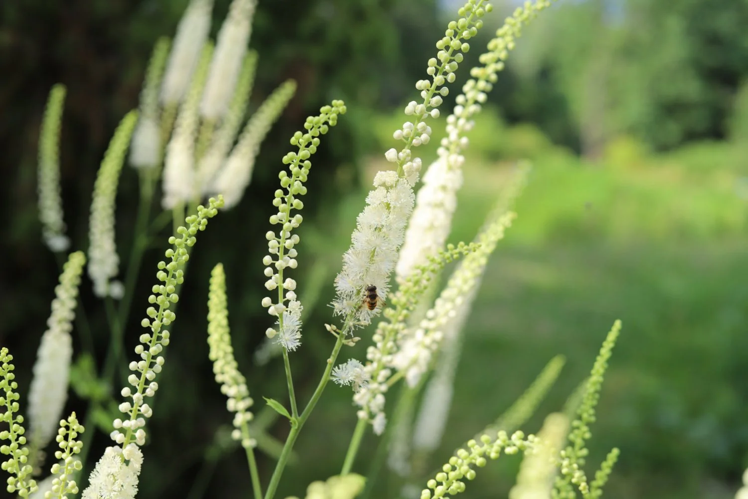 Naturopath PCOS Supplements Black Cohosh — Michelle Blum