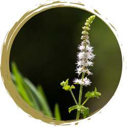 PCOS Naturopathic Specialist