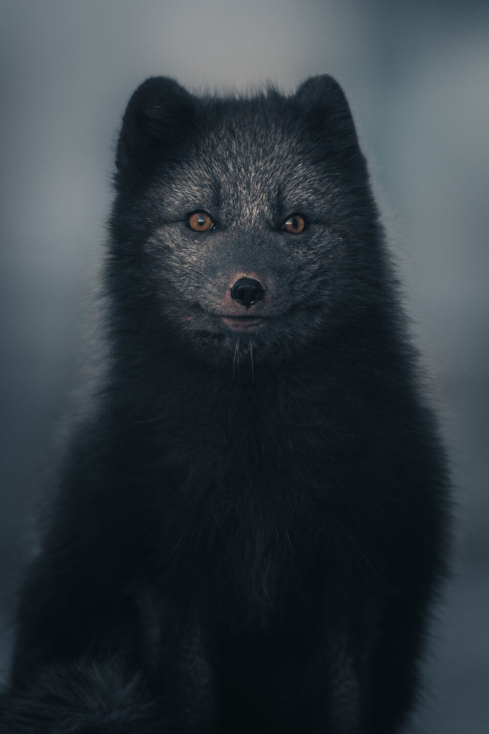 Blue arctic fox — Konsta Punkka Photography