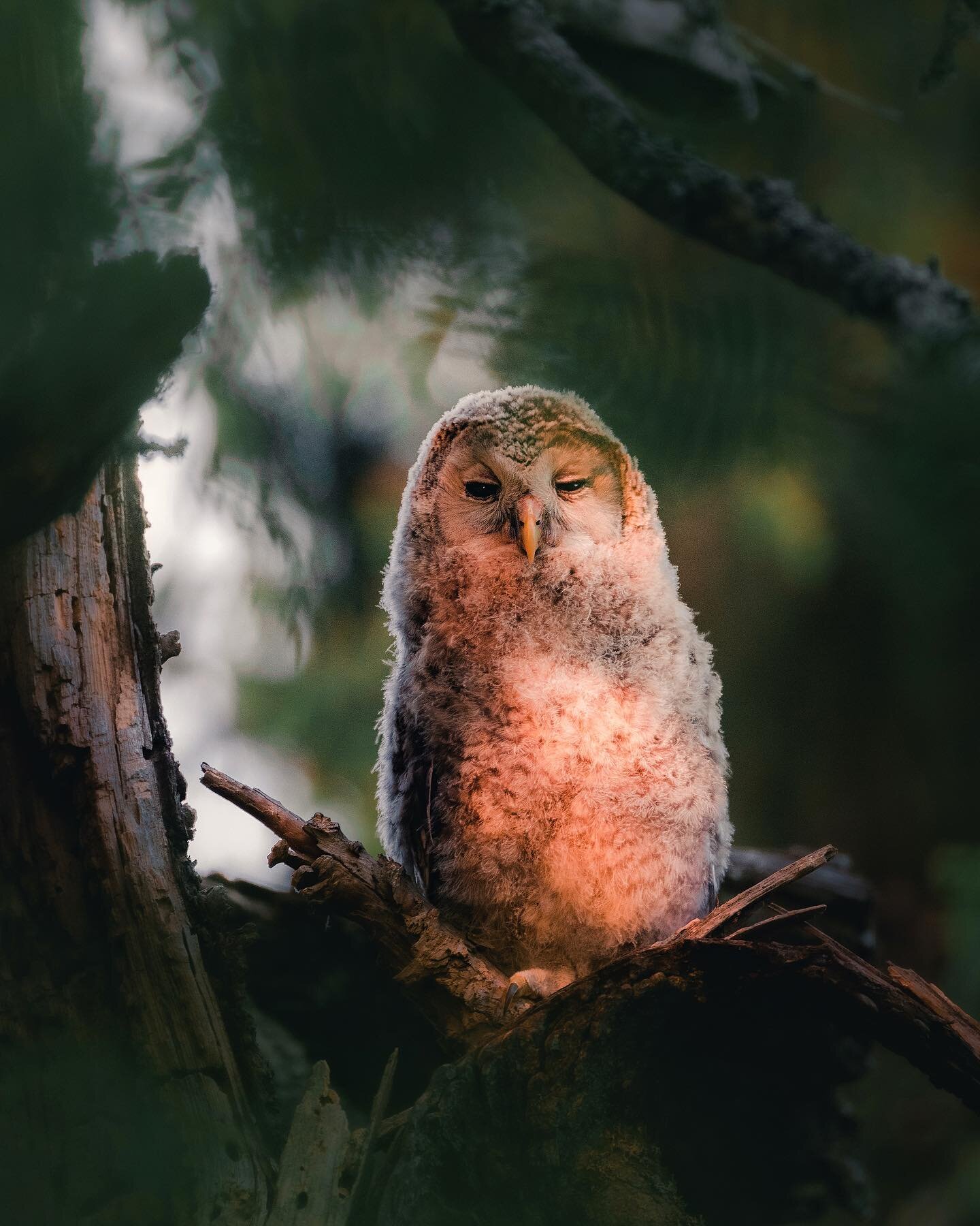 ~ First beams of the rising sun painting little ural owl chick in front of its den tree. I have been spending the start of the summer walking in the forest and observing beavers, fox cubs and little owlets. It has been nice to disconnect from social 