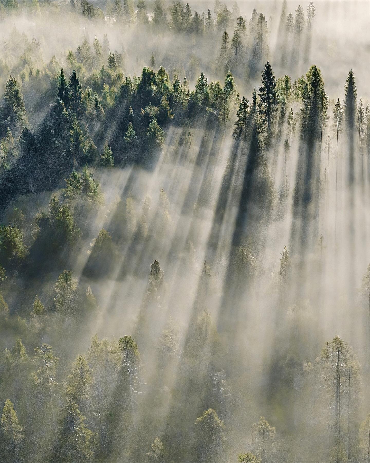 ~ Early morning in the central Finland&rsquo;s wilderness. A thin fog in the air with sun rays is when the magic happens.