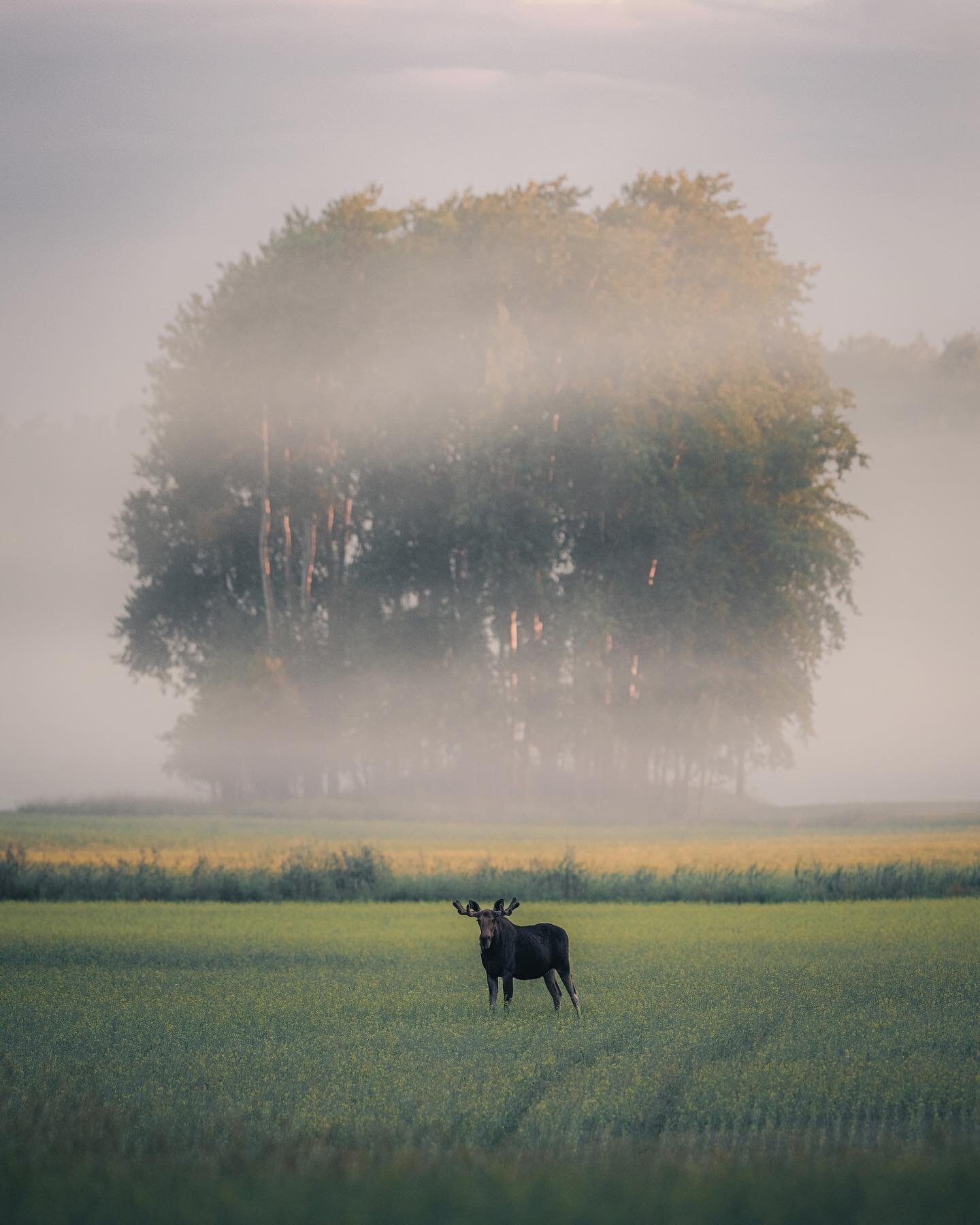 ~ After some intense thunderstorms I headed out the next morning to look for wildlife in the fields close to my home in hope of capturing them with fog. You can easily find dozens of red deer in the southern Finland but it&rsquo;s not every morning y