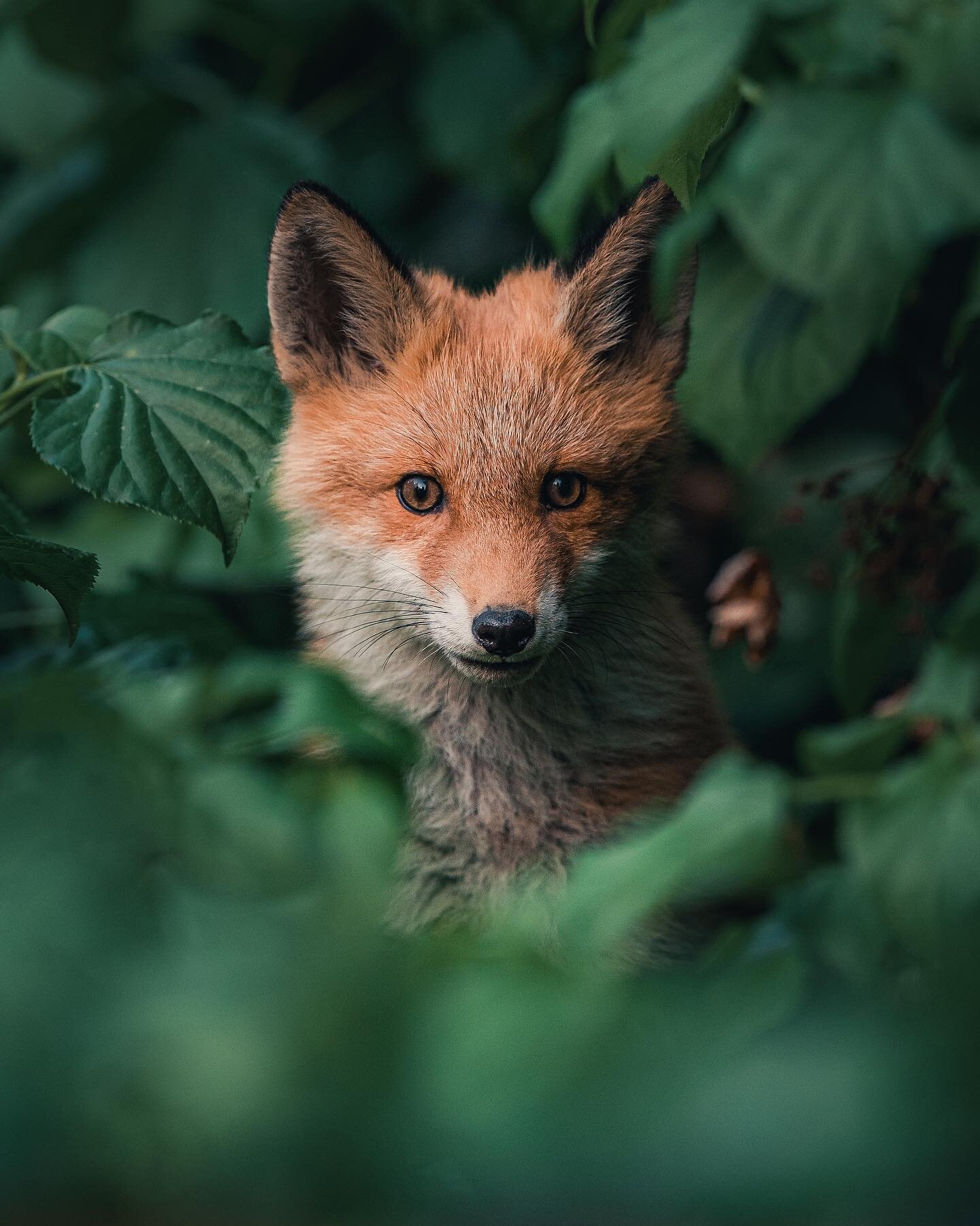 ~ Portraits of a local fox family. Always a pleasure to have the chance to follow the life of young fox cubs growing up. 🦊 I&rsquo;m back on the road next week to photograph some wildlife again after month long summer holiday off from photographing.