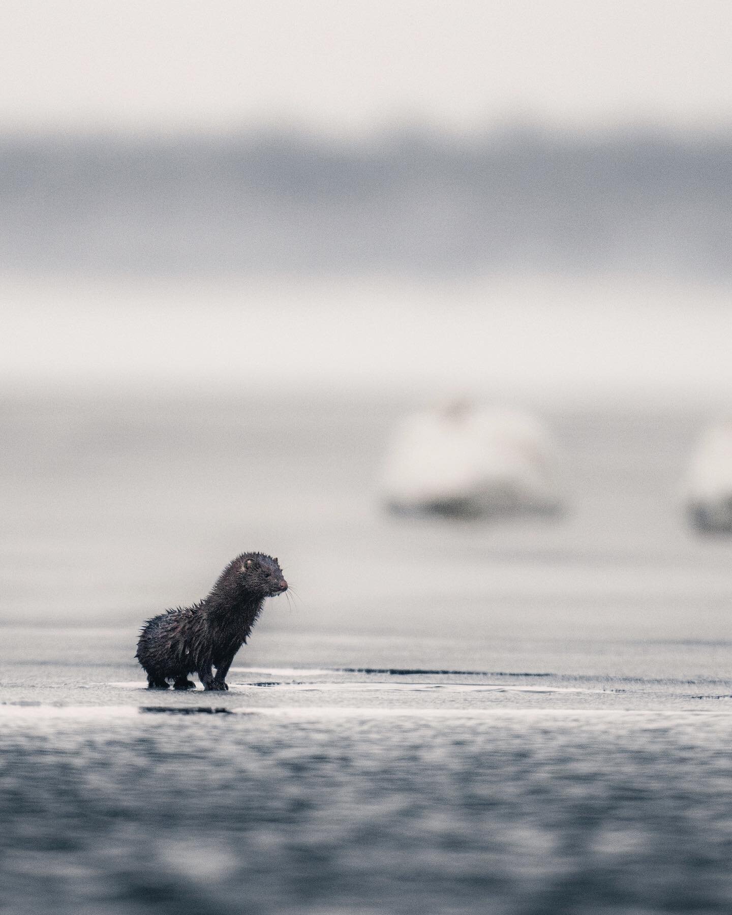 ~ Back in last January I was filming a group of whooper swans in a river opening in Finnish Lapland. I had laid down in the snow for a few hours in hopes of capturing the swans taking off. Suddenly I saw some movement on the ice sheet and was stunned