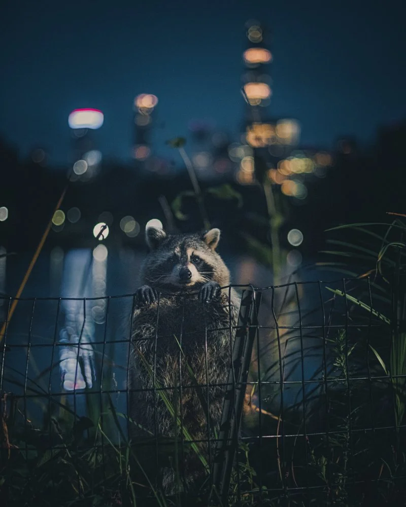 New York Raccoon - Acrylic Wall Art