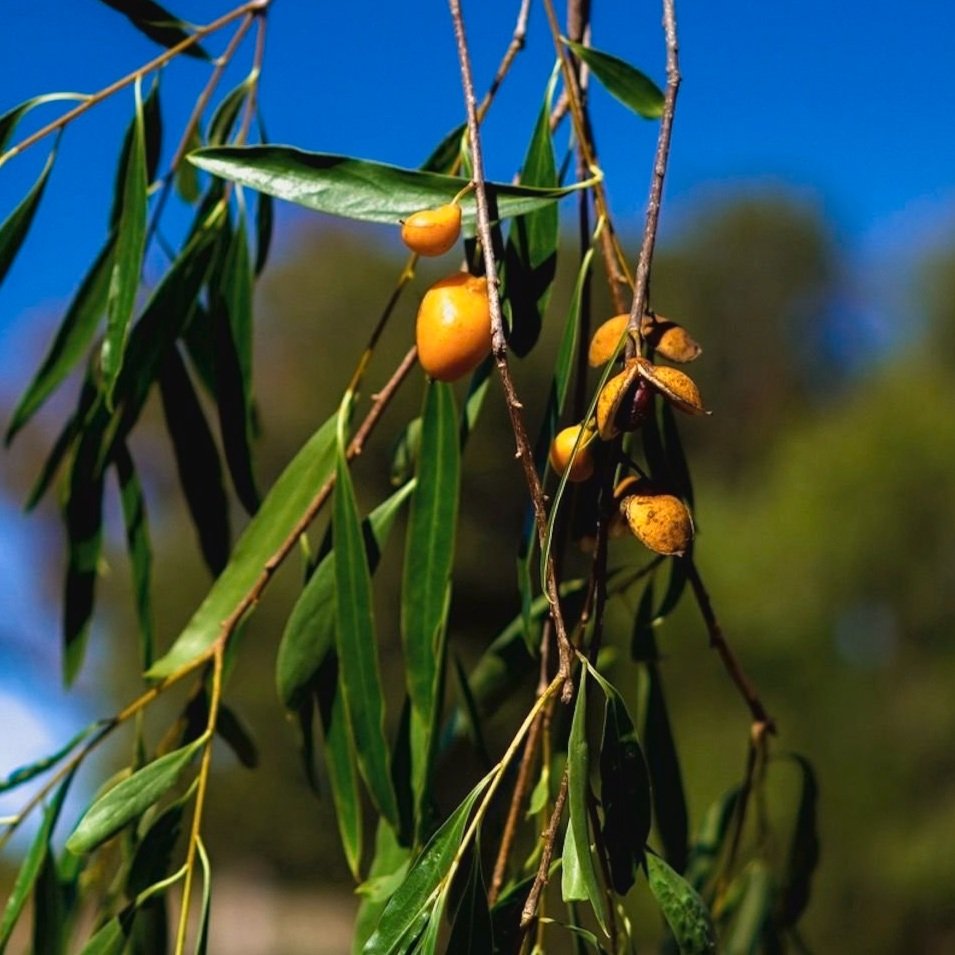 Gumbi Gumbi (Pittosporum angustifolium)