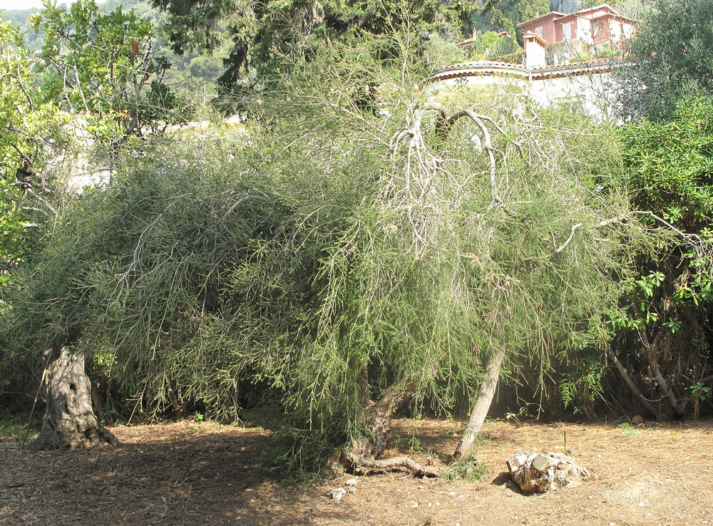 Tea Tree (Melaleuca alternifolia)