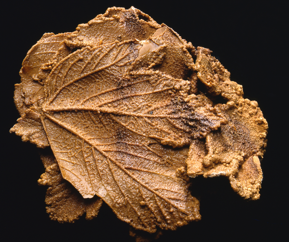 What did the dinosaurs eat? Fossil Plants &amp; Modern Flora