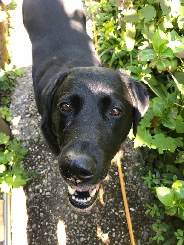 Yesterday our wonderful Cooper went for the long sleep.

Many of you who came to our house for wedding consultations met him, and everyone that met him, loved him. He was 13.5 years old. We are devastated.

Cooper best boy 2012 - 2026.