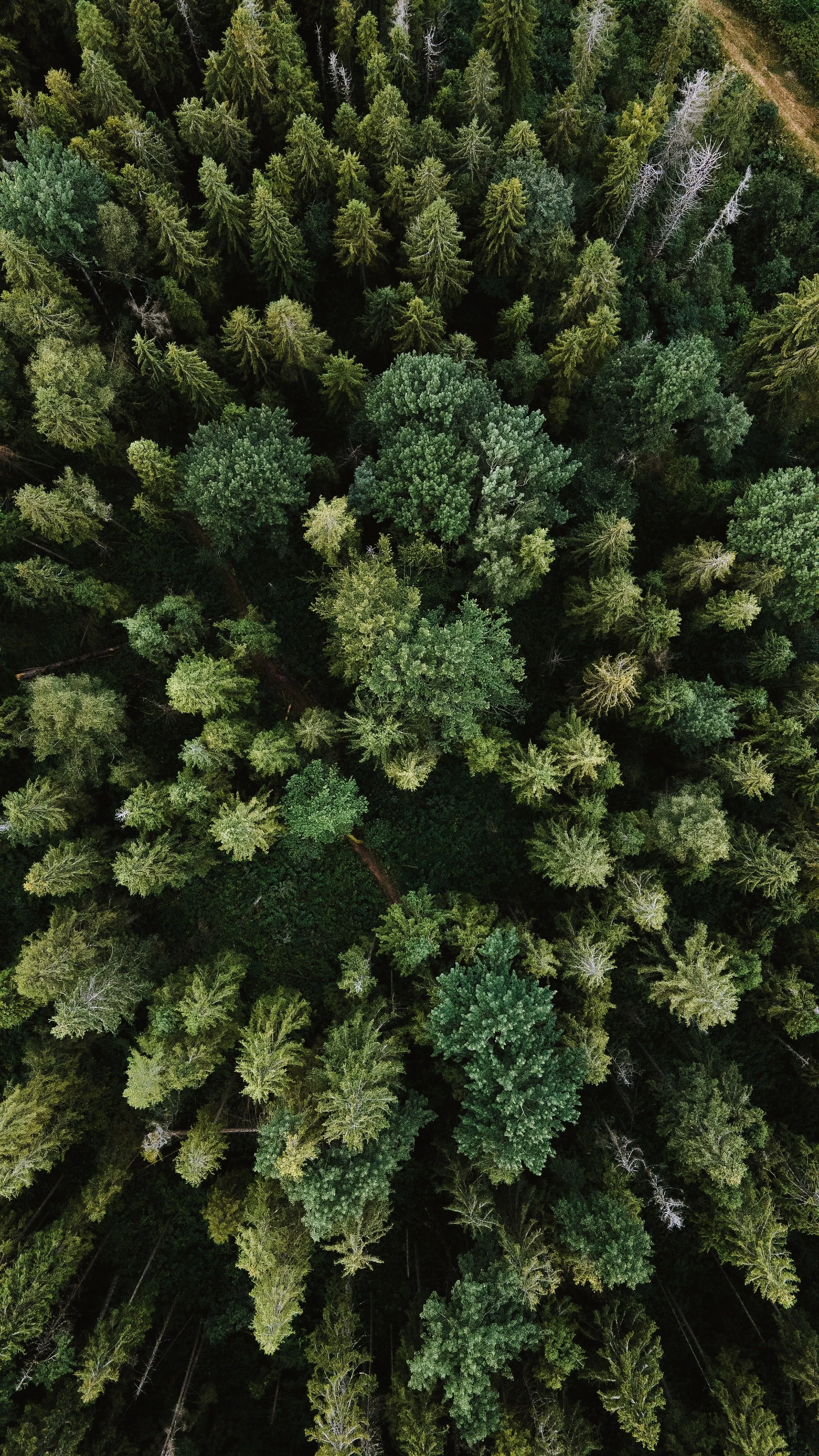 An aerial view of a dense forest with tall green trees and a narrow trail running through it.