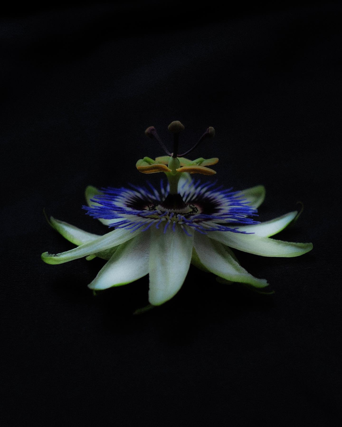 Passiflora caerulea. I have been stunned with this flower every time I would pass my neighbours fence covered with so many of them. Color combinations around me has been inspiring me more than ever lately

#bluepassionflower #passifloracaerulea #flow