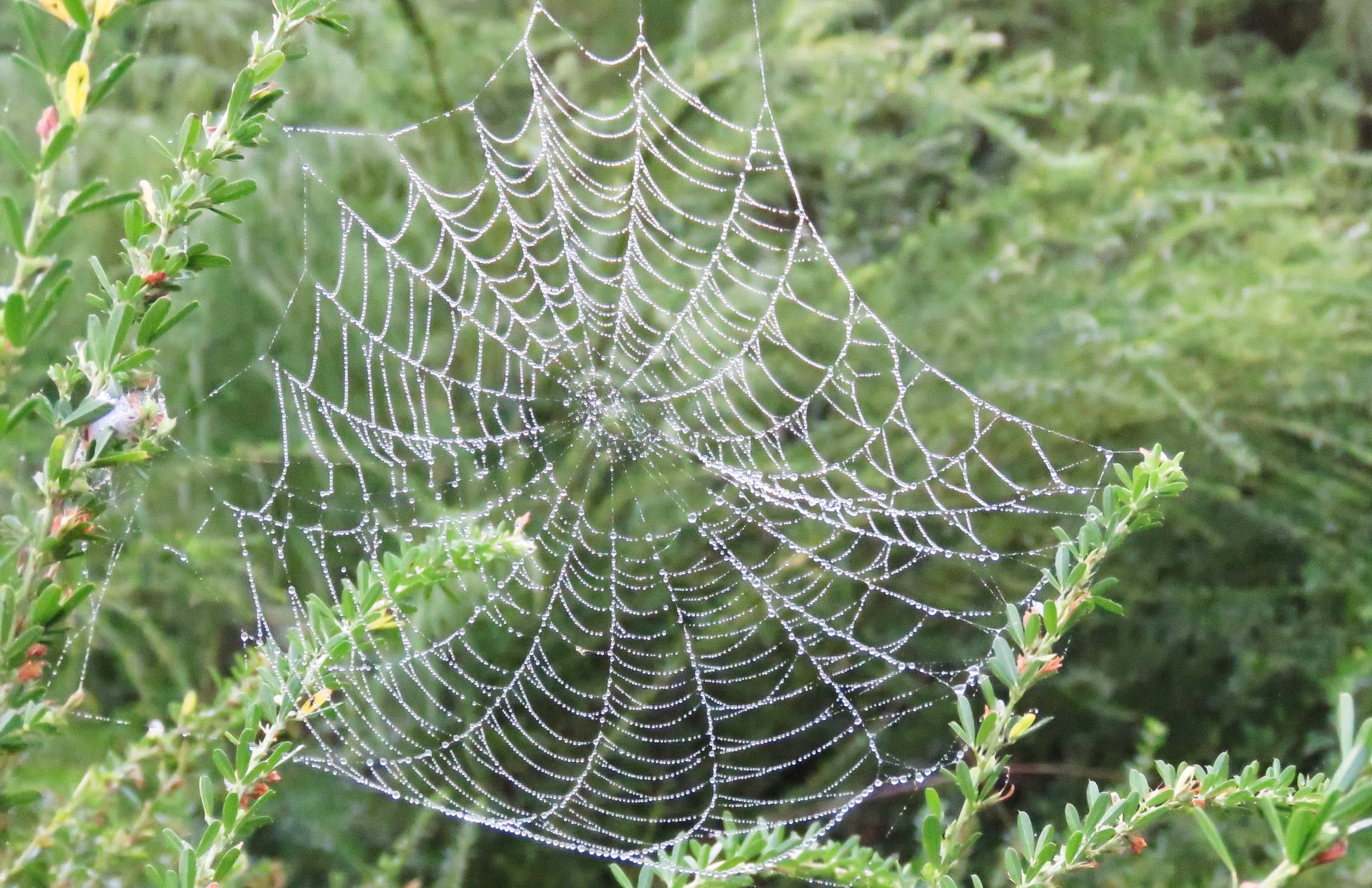wobbly web.jpg