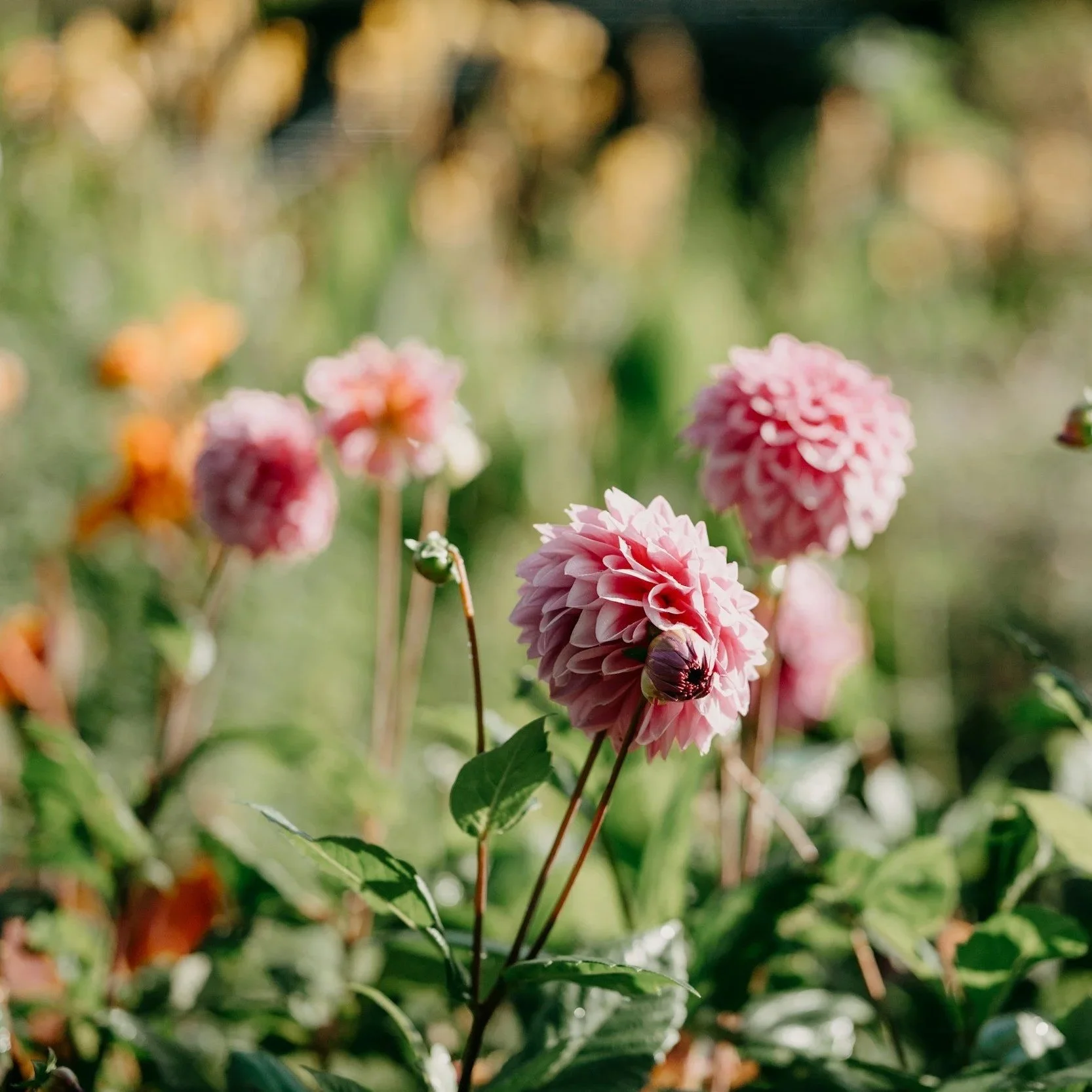 unsplash-image-cPE1qiGOkU4.jpg