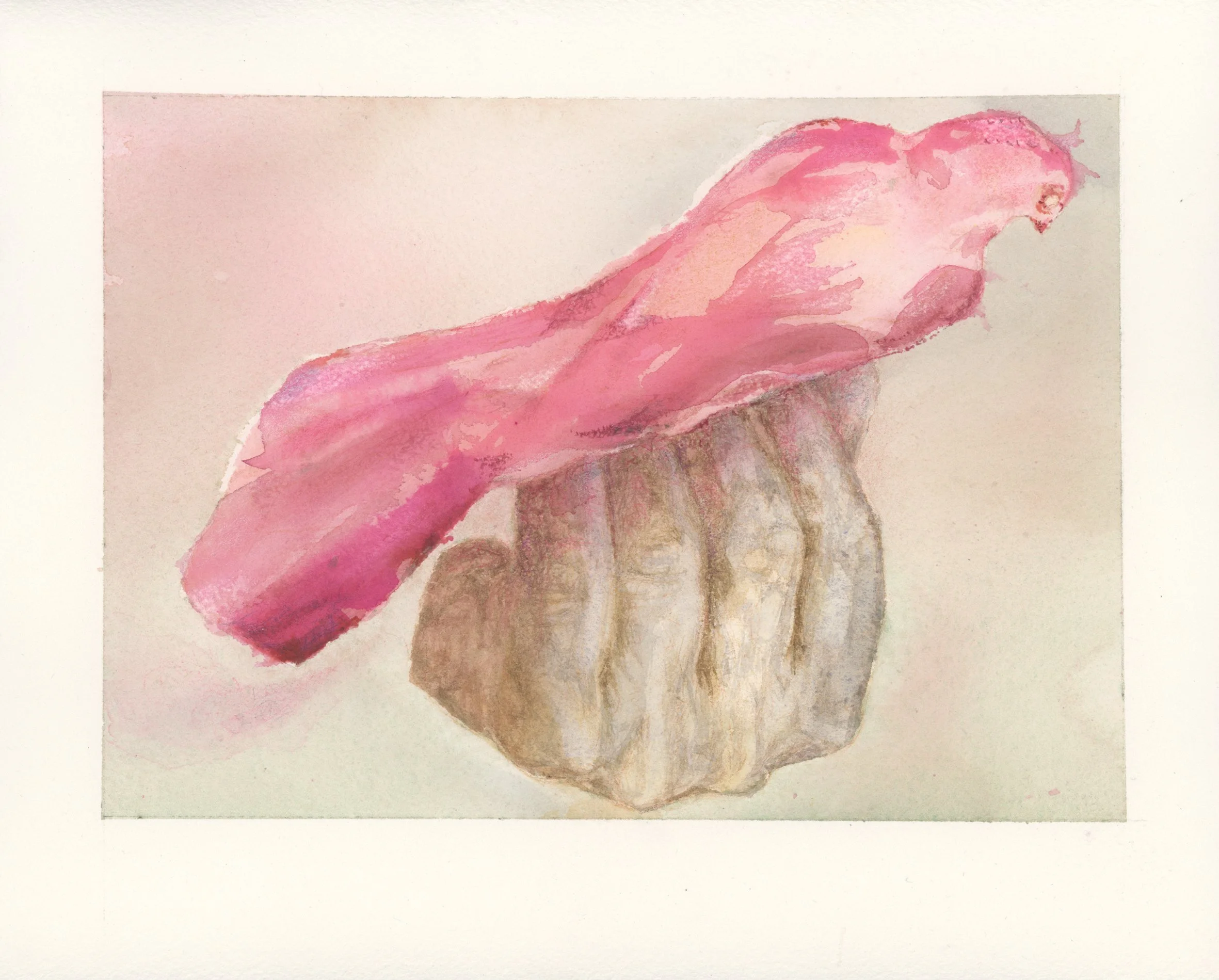 oiseau-rose-cage-2025-2,6 Mo.jpg