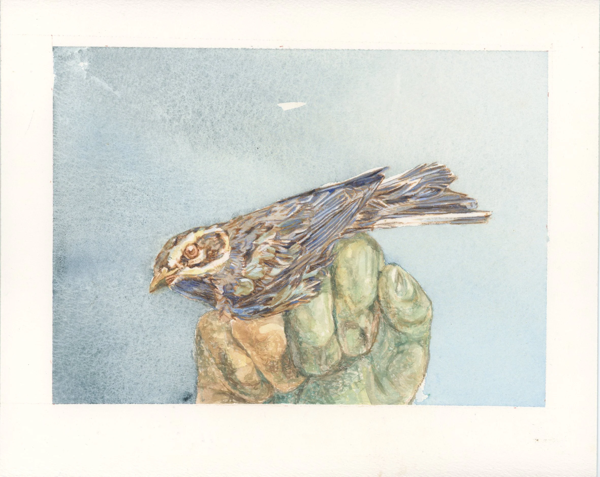 oiseau-bleu-main-verte-2025-2,9 Mo.jpg