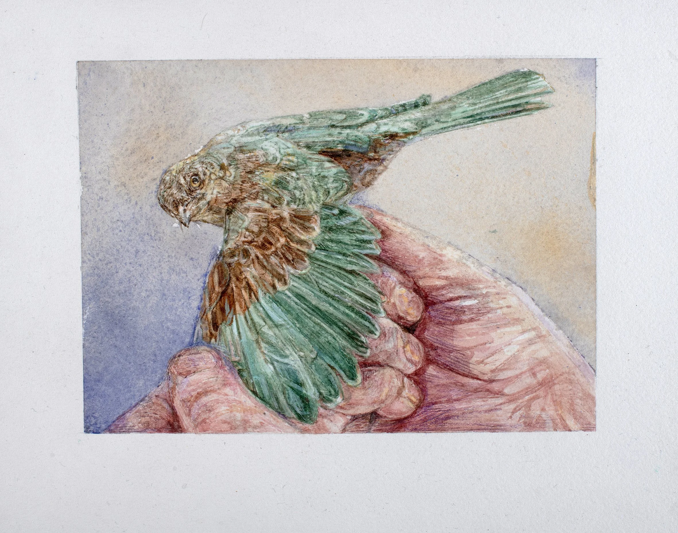 oiseau-vert-aile-écartée-4,1 Mo.jpg