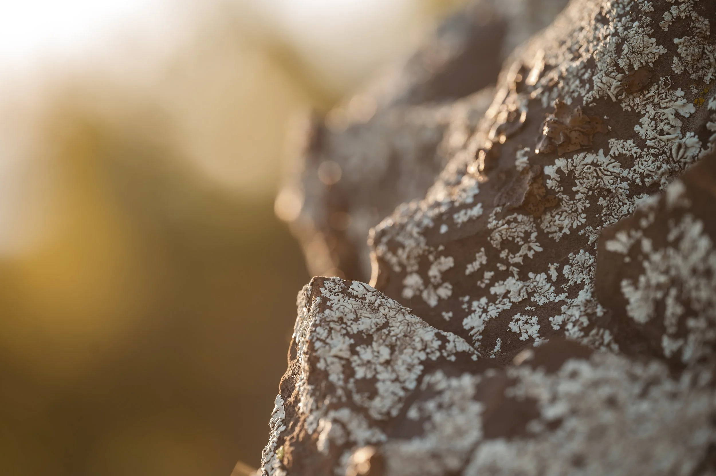 Close-up of tree bark covered in white lichen, with blurred background and sunlight highlighting the texture.
