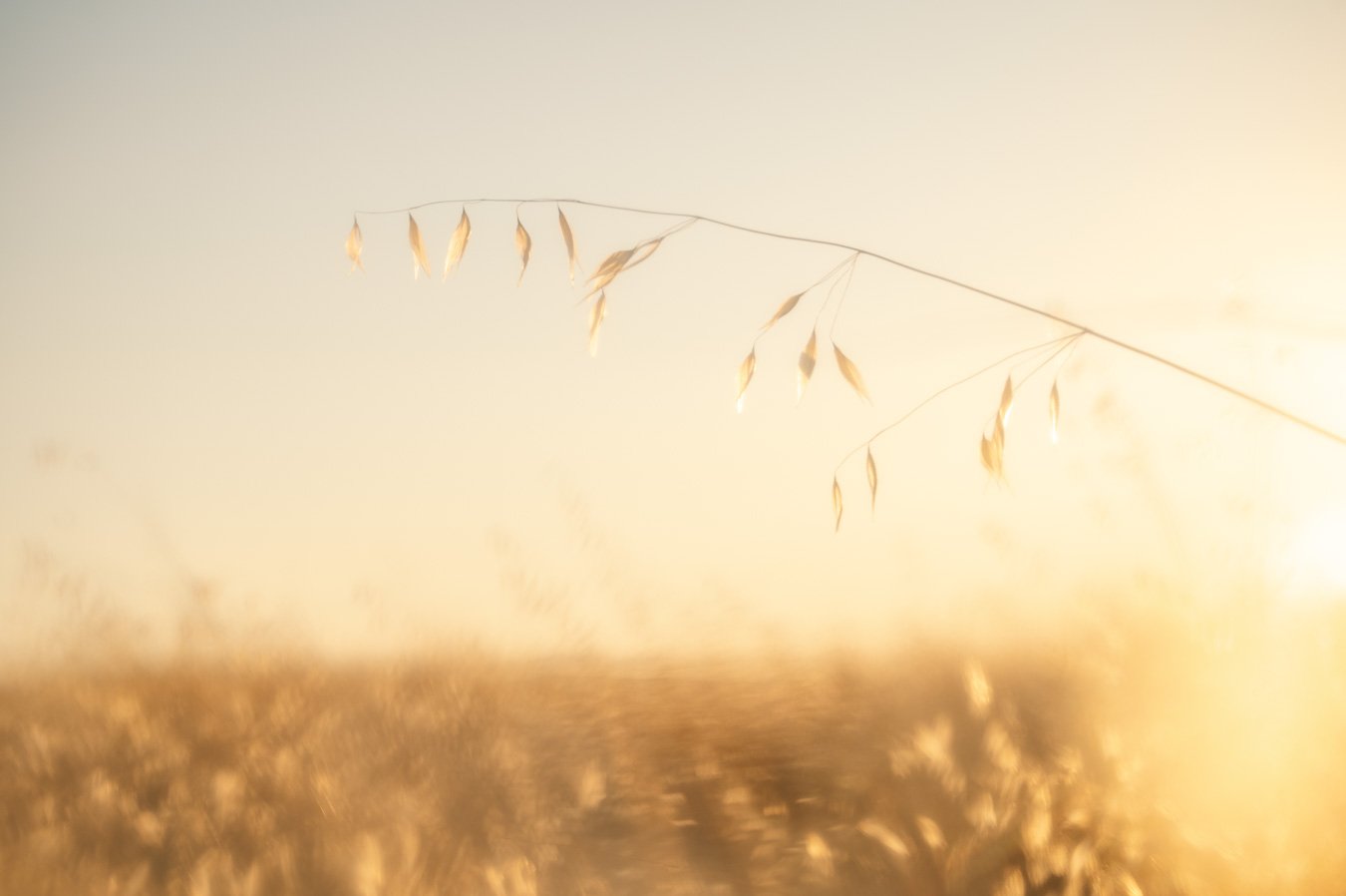 Dry grass seed head silhouetted against a warm, golden sunset sky.