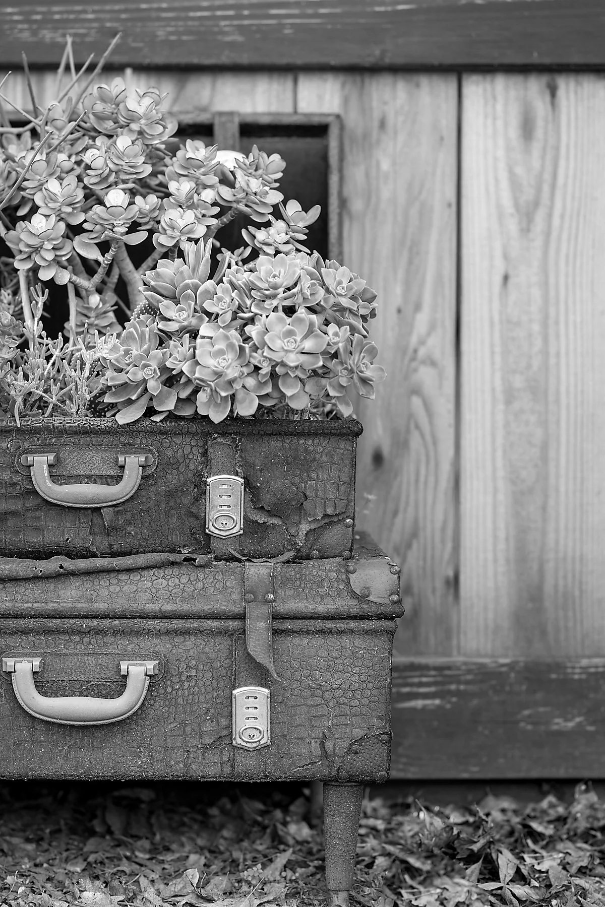 Old luggage that's showing its age through degradation, blooms new life.
