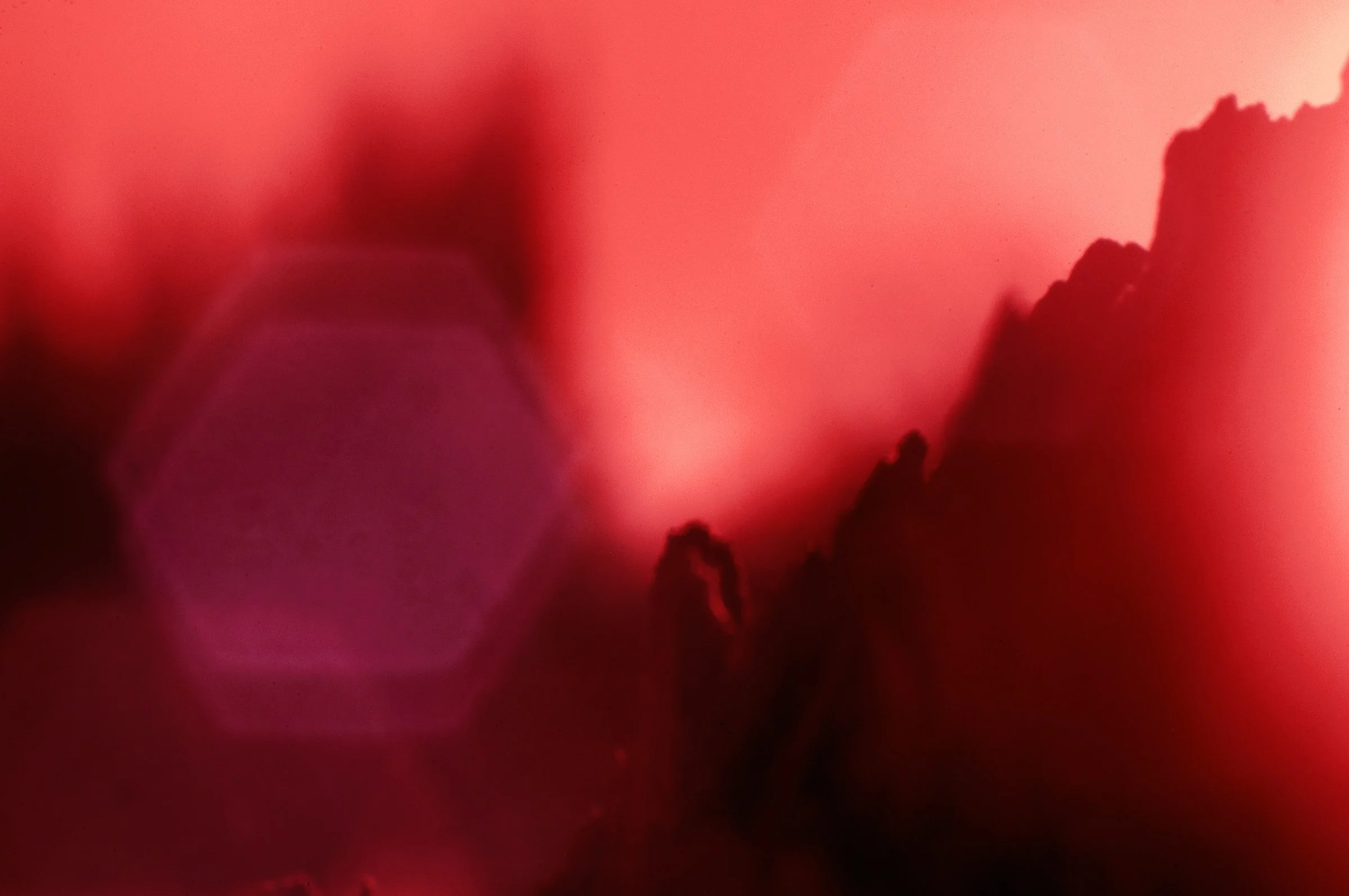 Blurry, close-up image with predominantly red and pink hues, possibly of flowers or abstract shapes.
