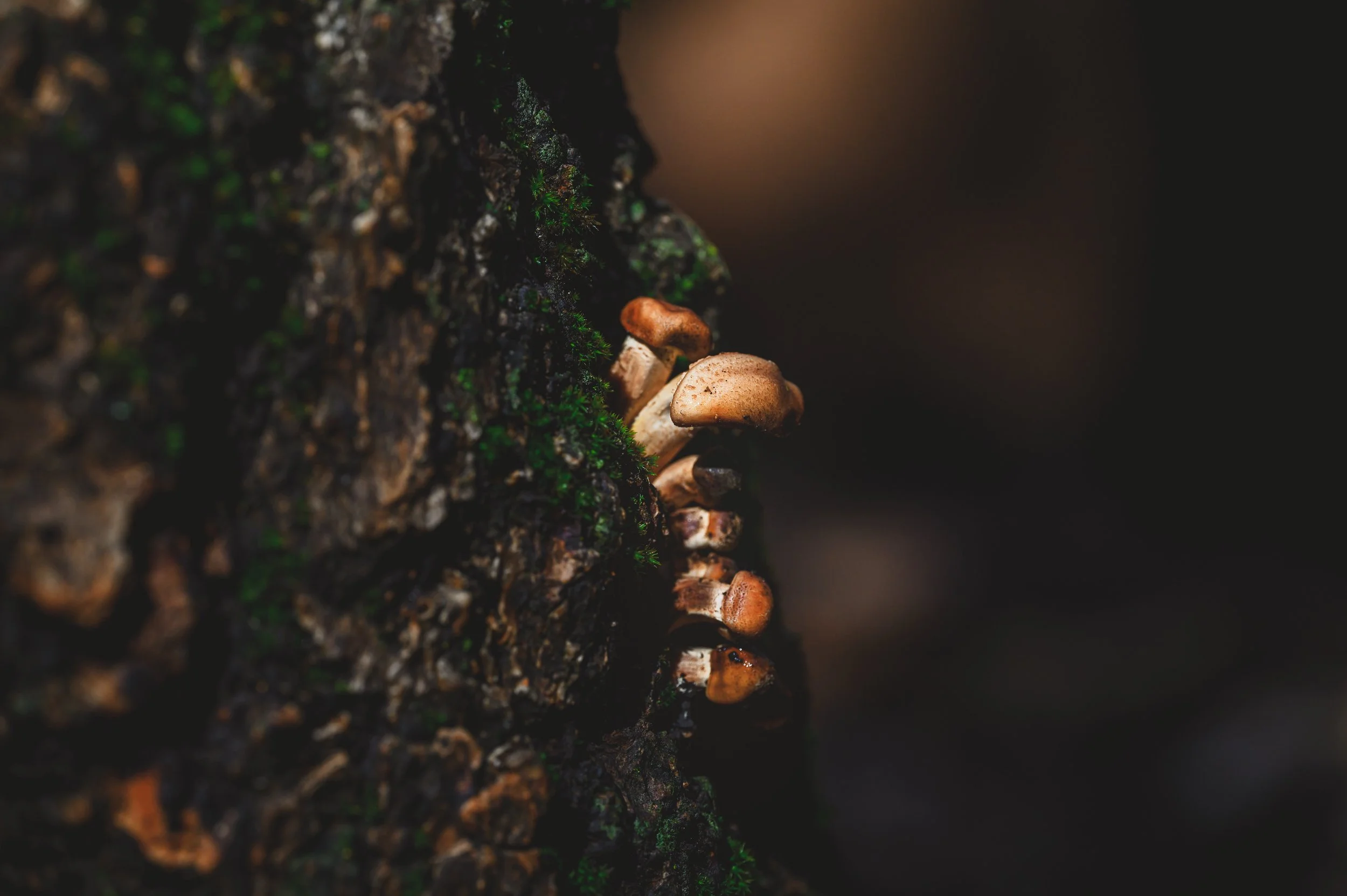Close-up of bark on a tree with small mushrooms and green moss growing on it.