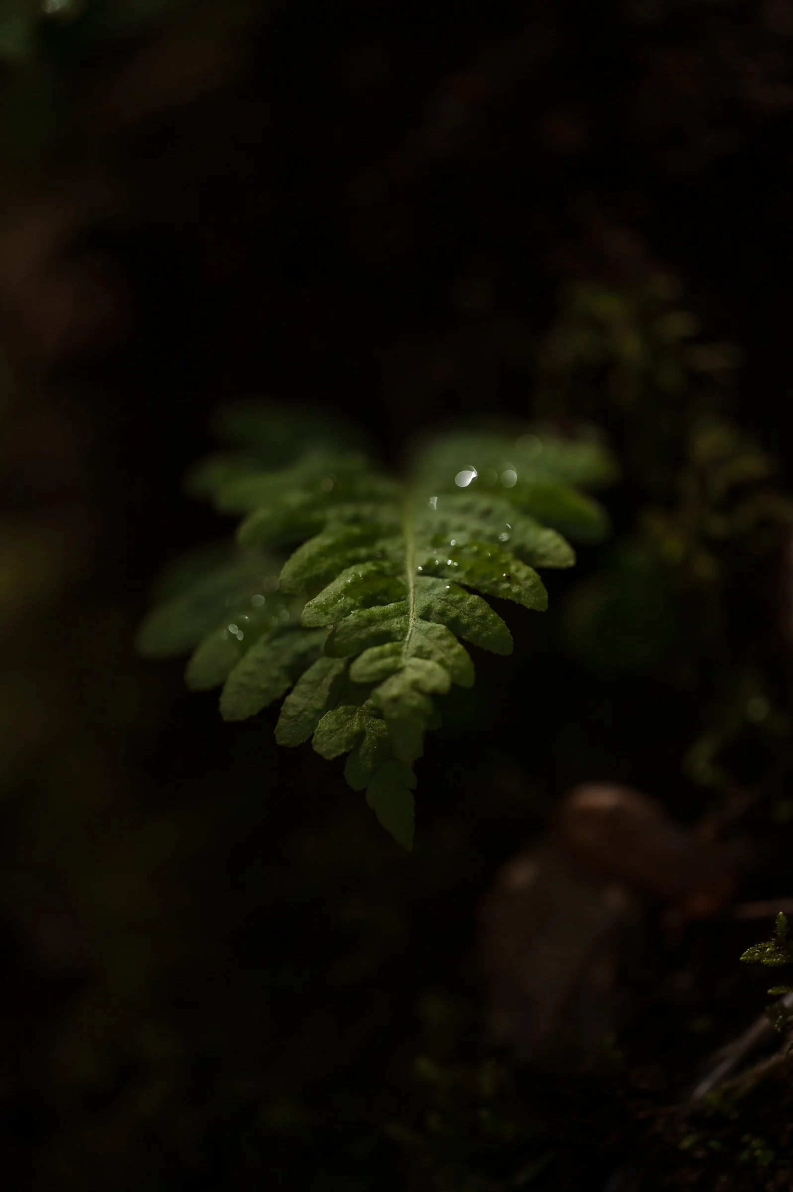 Close-up of a green fern leaf with water droplets on its surface, dark background.