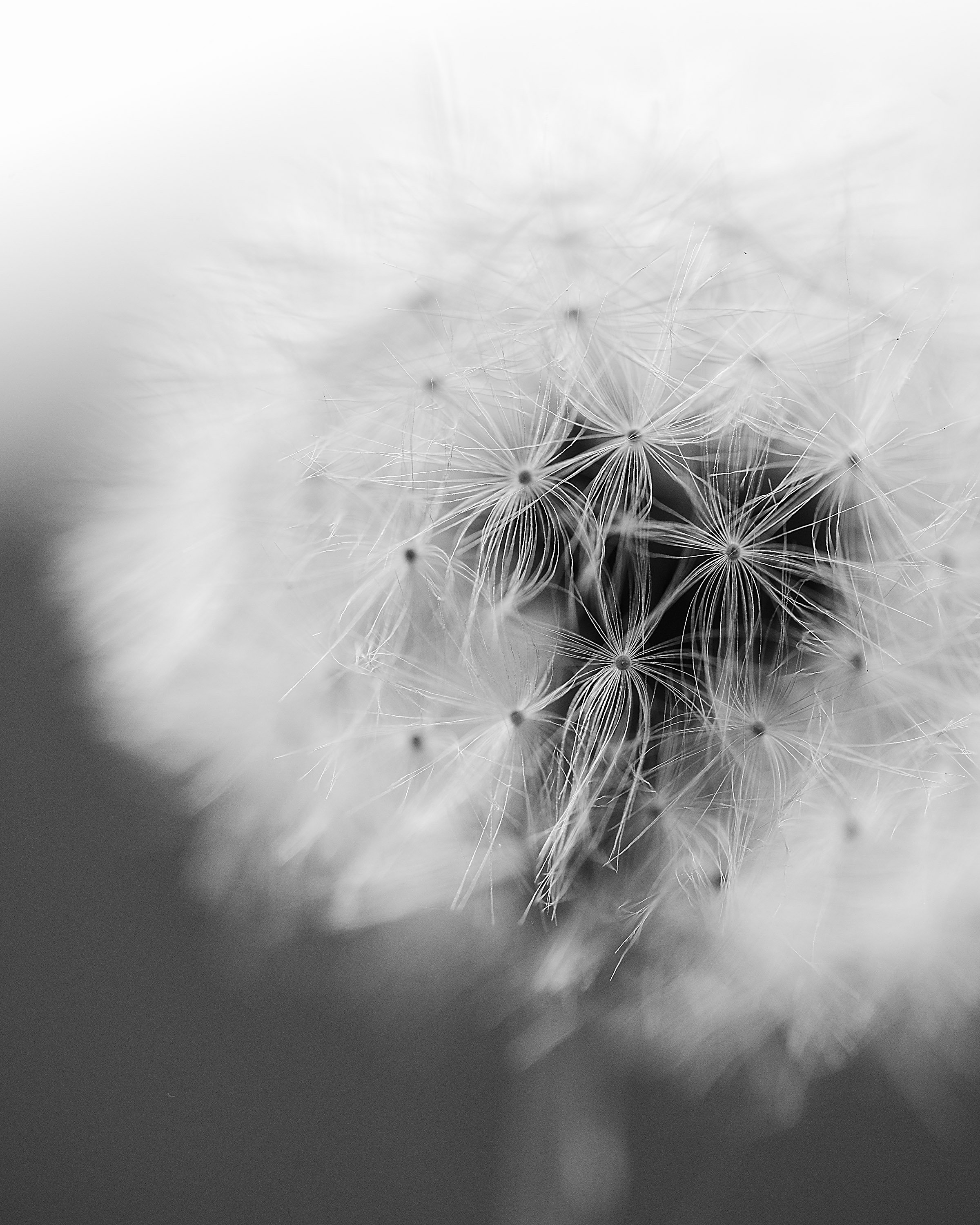 SQ8527829- Just A Seed - 8x10.jpg