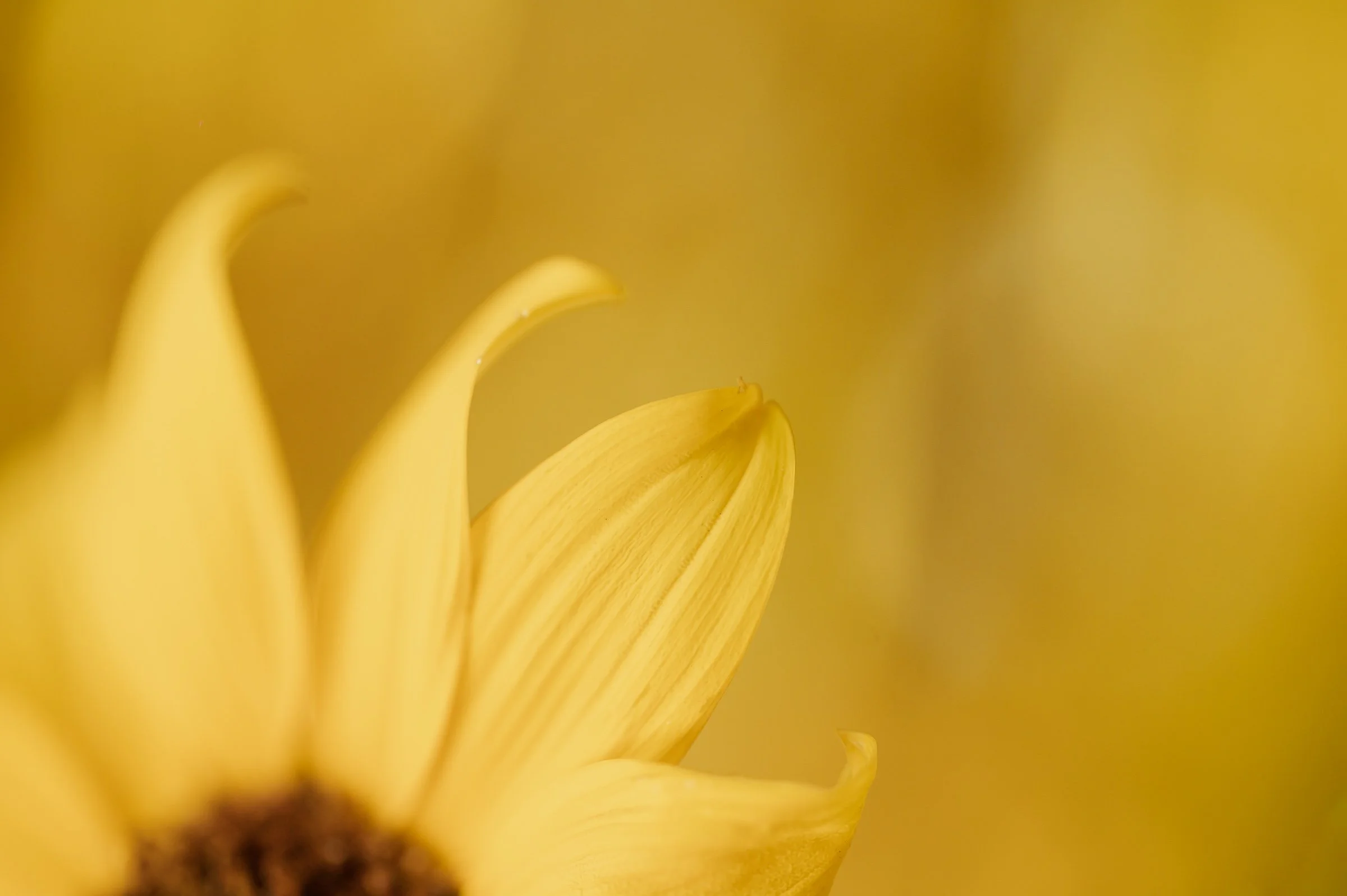 Close-up of yellow sunflower petals and center with blurred yellow background.